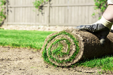 Turf Establishing for Beginners
