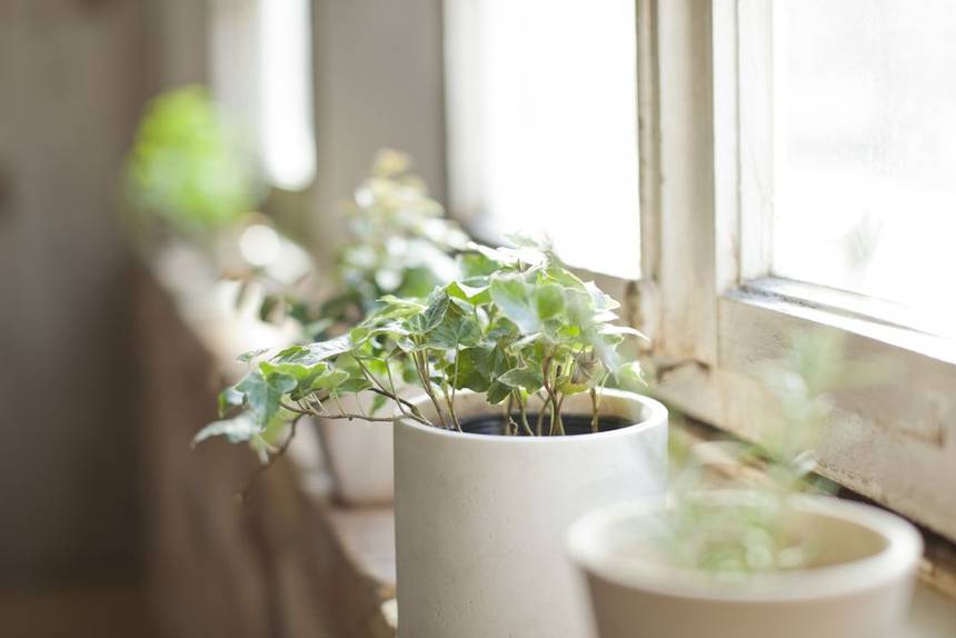4 Simple Tips How to Care for Indoor Pot Plants