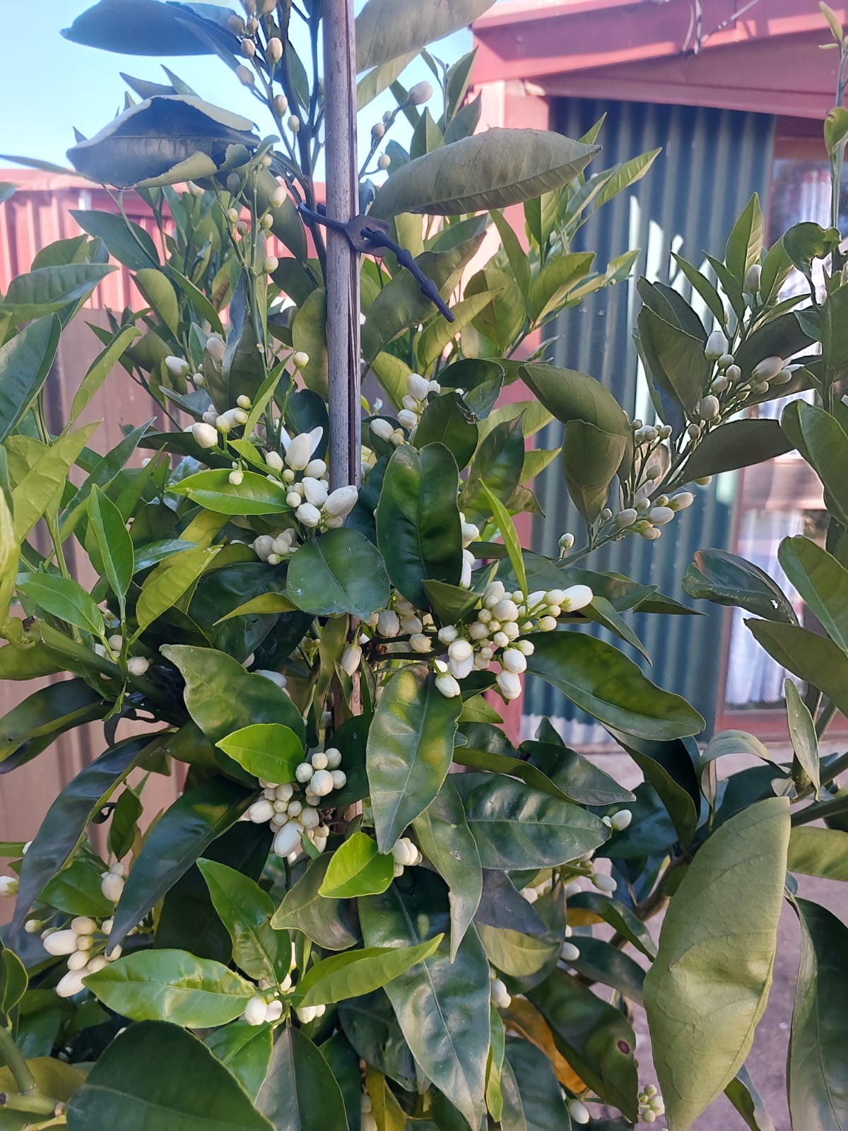 Washington Navel Orange 