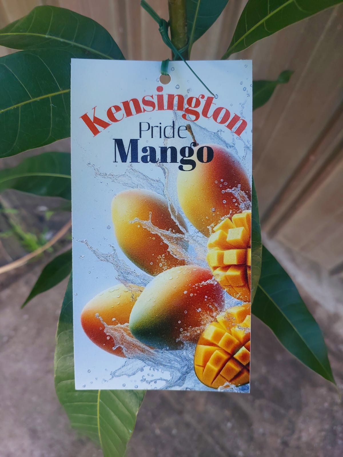 Kensington Mango