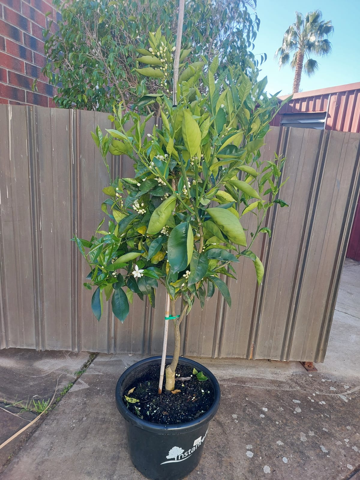 Washington Navel Orange 