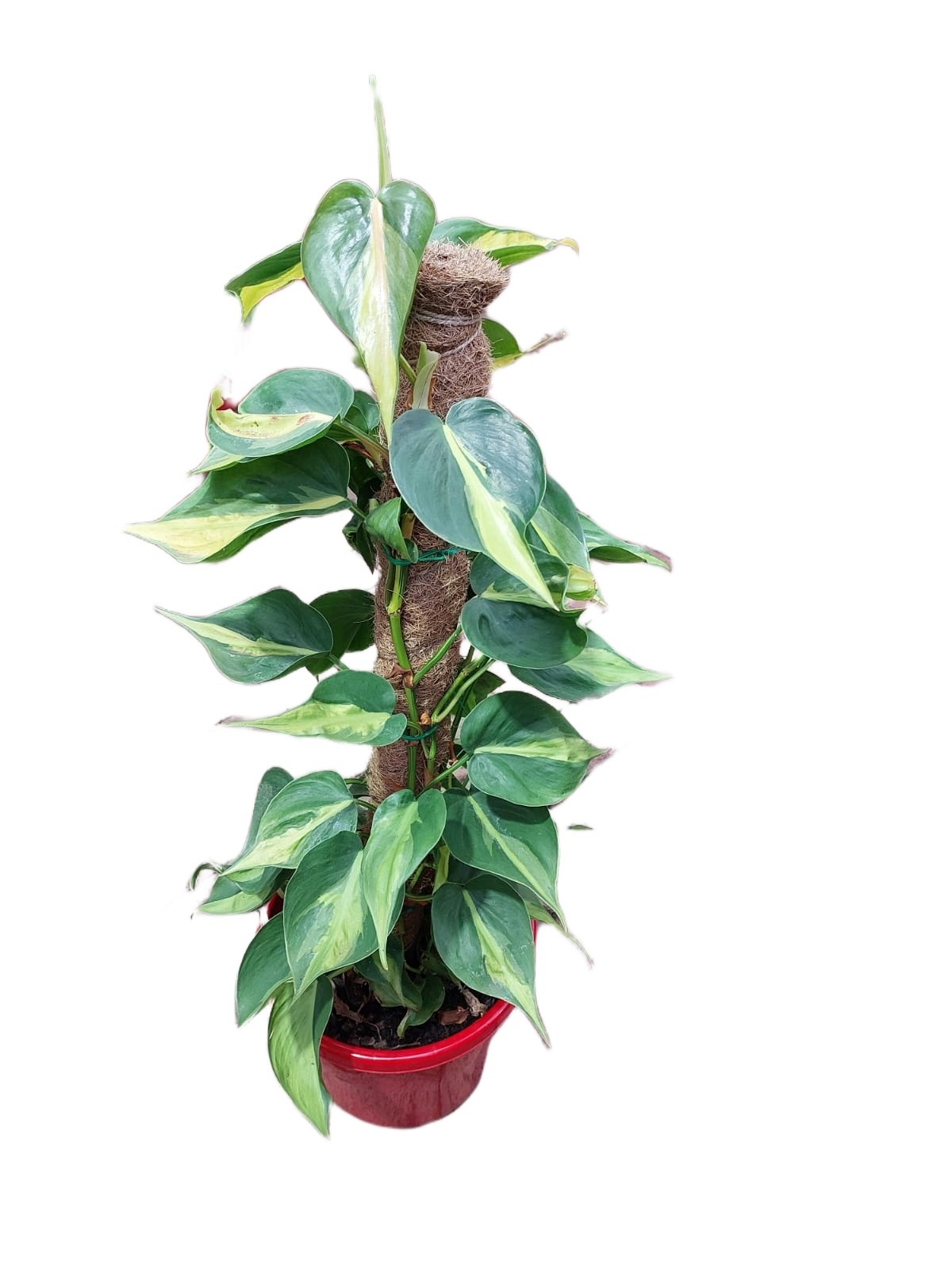 Philodendron Brasil