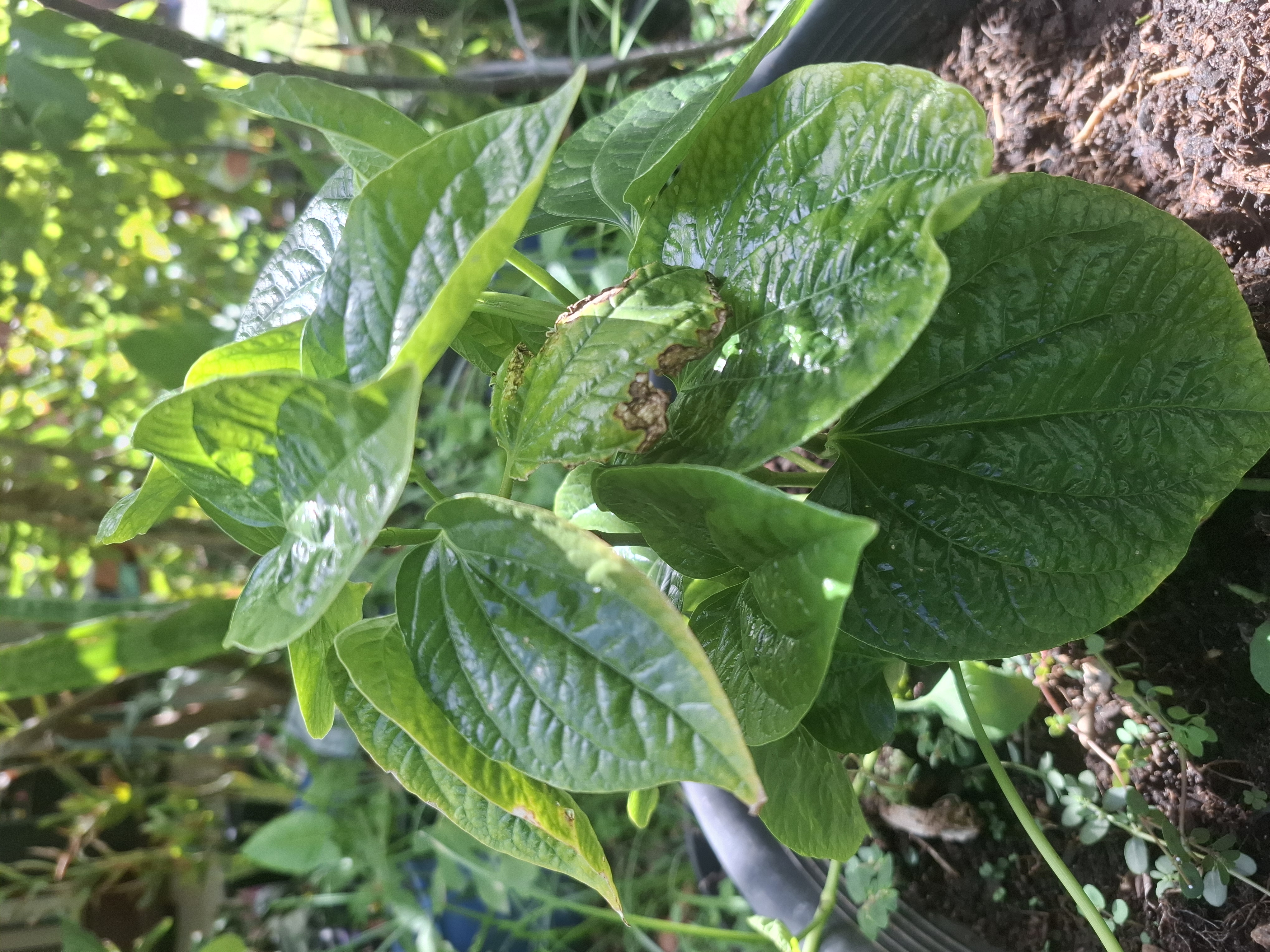 Soursop
