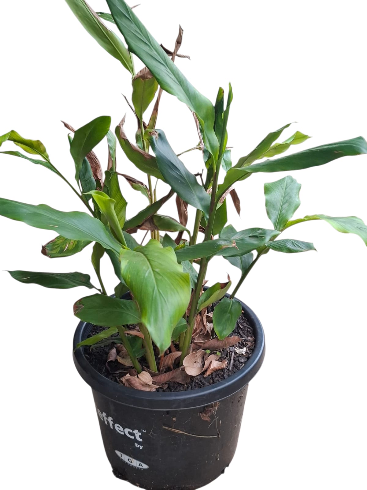 Kencur, Aromatic Ginger