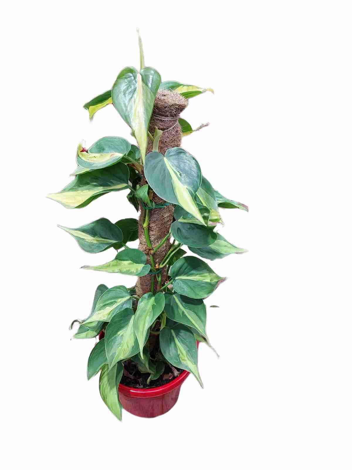 Philodendron Brasil