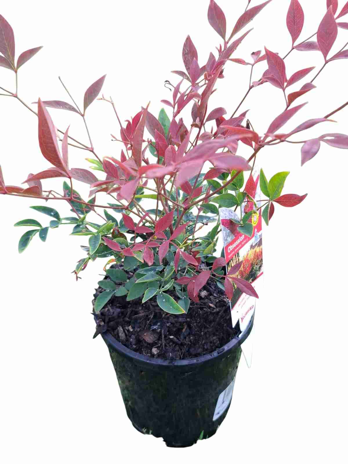 nandina Domestica